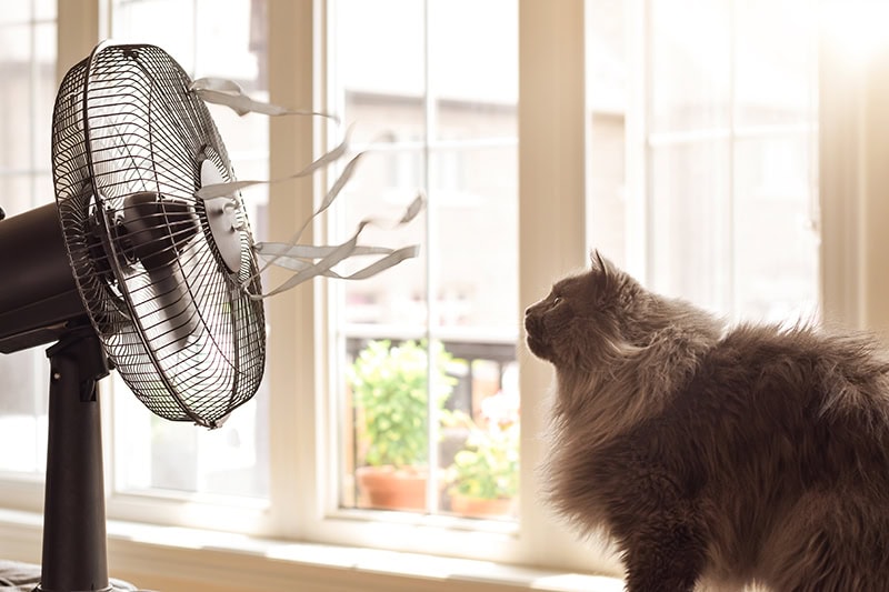 A fluffy grey cat sits indoors, looking directly at a black electric fan.